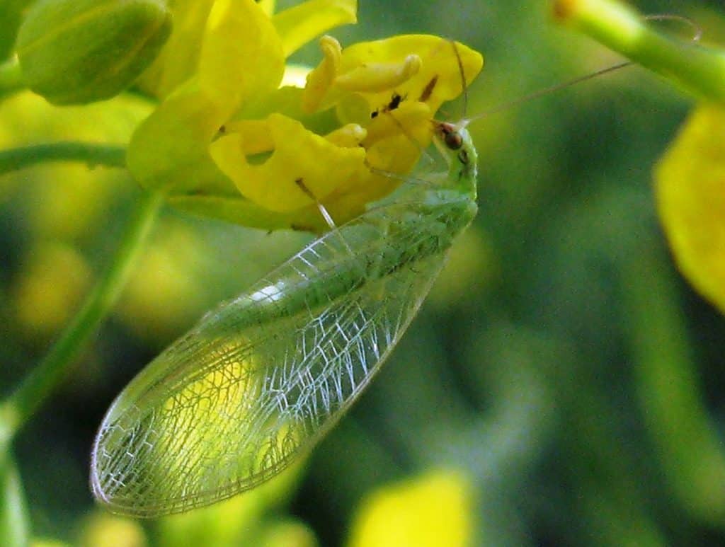 Adult lacewing on canola flower (beneficial insect)

