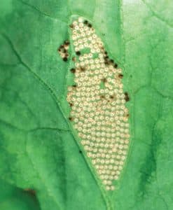 Bertha armyworm egg cluster on the underside of a canola leaf.