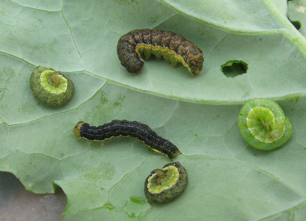 Bertha armyworm larvae