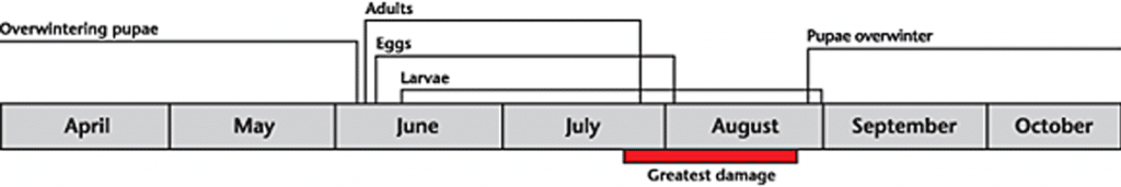 Bertha armyworm life cycle