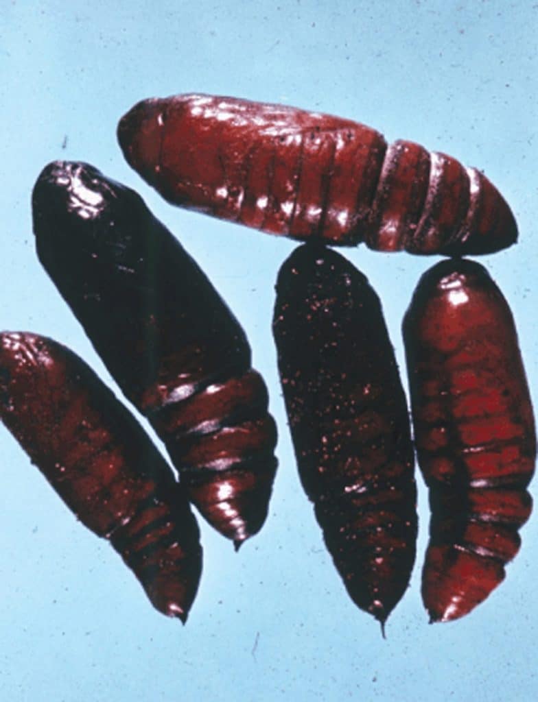 Bertha armyworm pupae