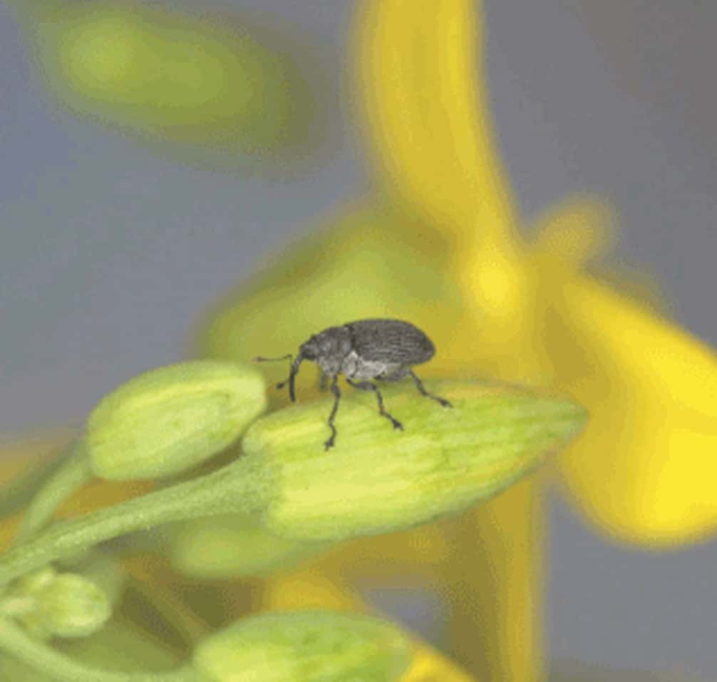 Cabbage seedpod weevil adult on canola
