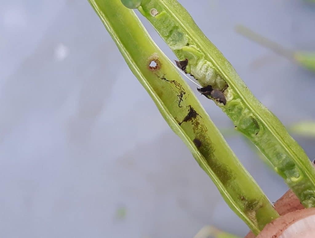 Cabbage seedpod weevil larva exit hole in a canola pod