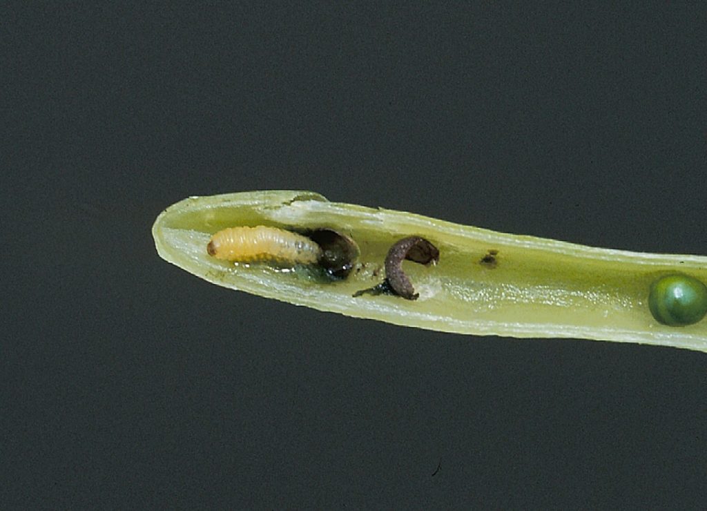 Cabbage seedpod weevil larva