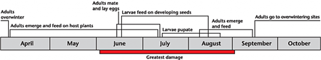 Cabbage seedpod weevil life cycle