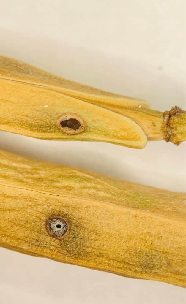 Cabbage seedpod weevil compared to parasitoid exit holes; Photo Credit Piratheepa Jegatheeswaran