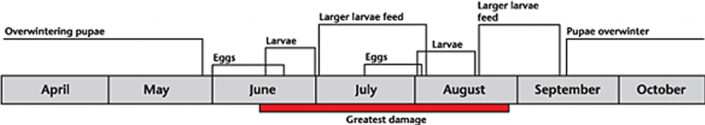 Clover cutworm life cycle