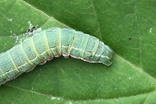 green cutworms