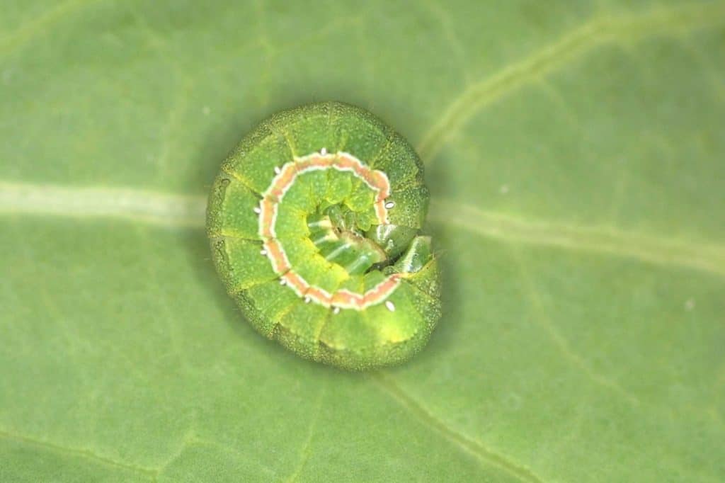 Clover cutworms curl up in this characteristic ‘C’ shape when disturbed