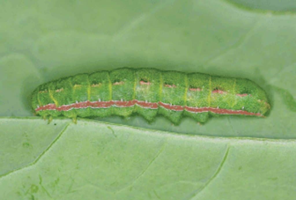 Clover cutworm larva

