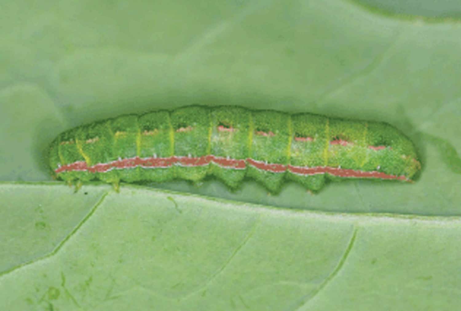 green cutworms