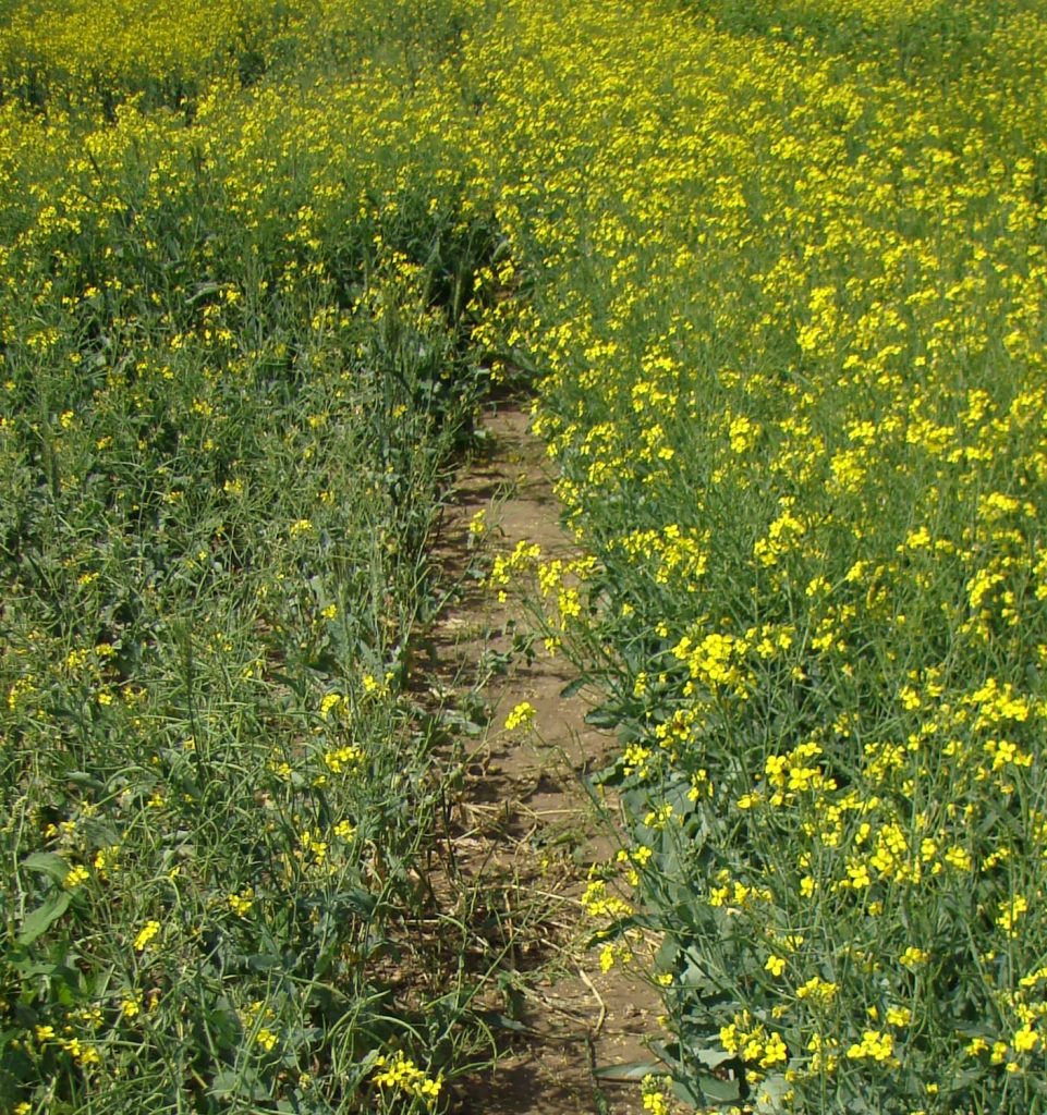 A susceptible and resistant variety