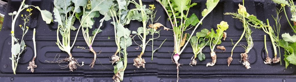 Crucifer species that can be clubroot hosts

