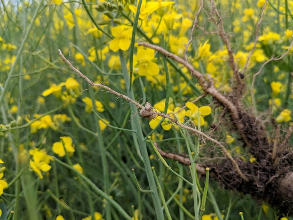 Early stages of clubroot (note the small galls)

