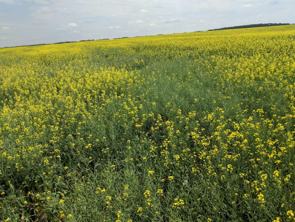 Early-maturing patches in a field
