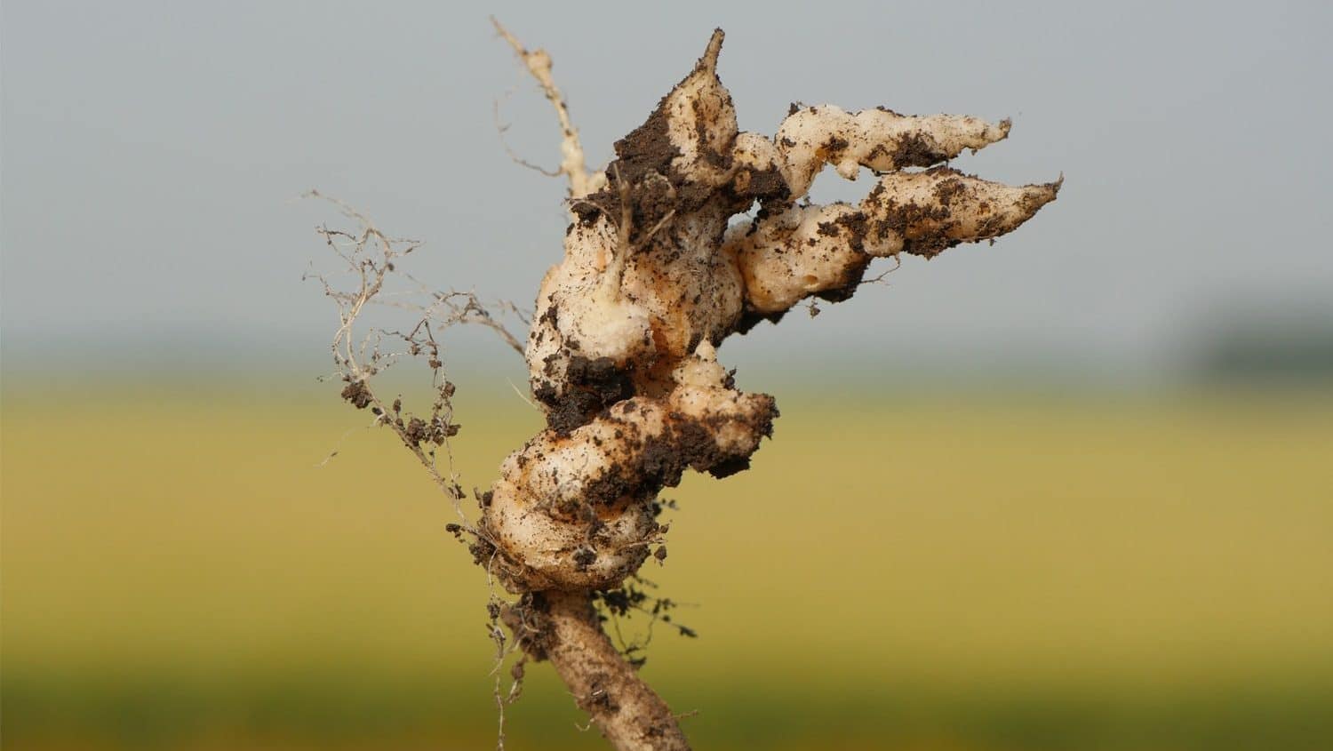 Clubroot | Canola Encyclopedia