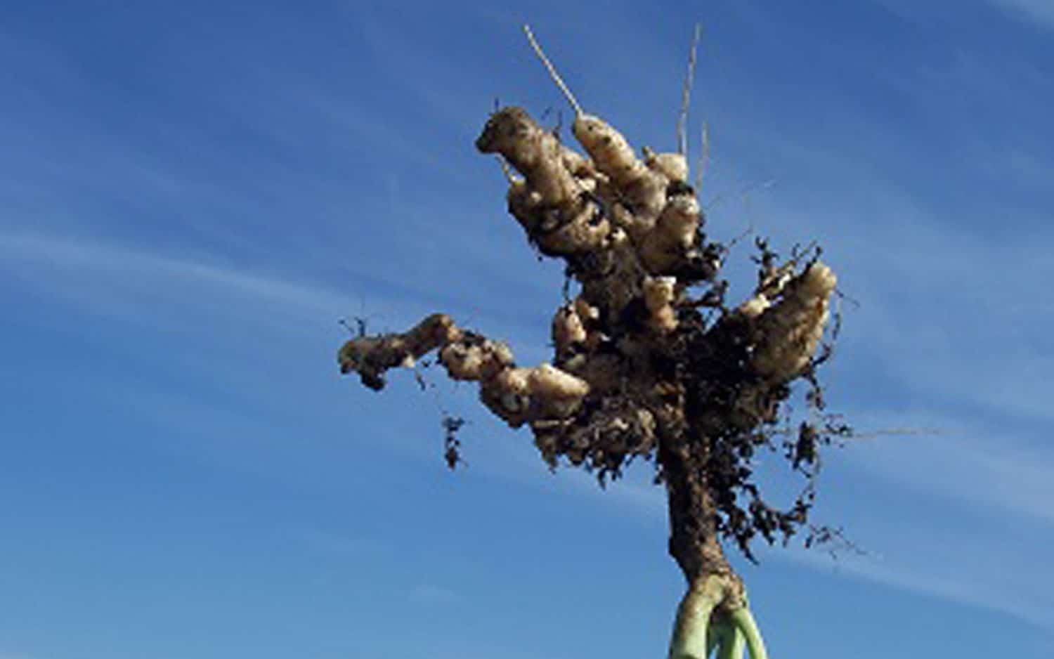 Severe clubroot in a canola plant
