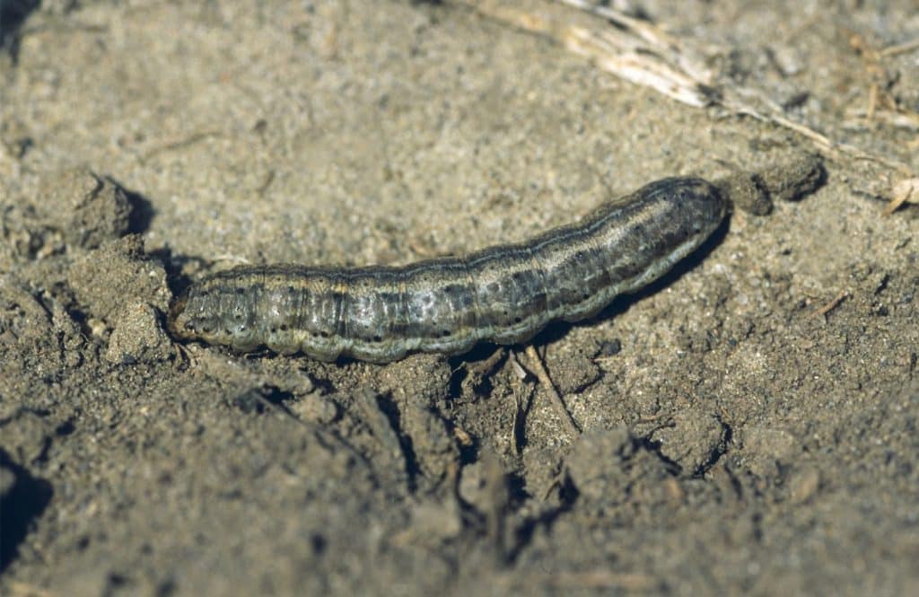 Army cutworm