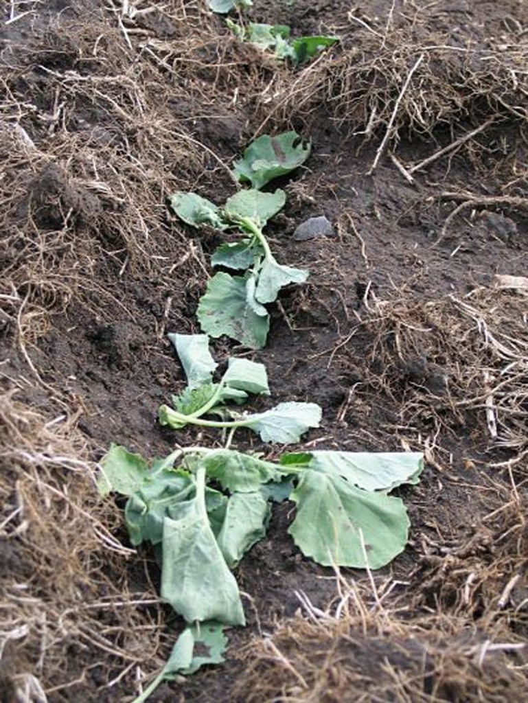 Clipped plant damage from cutworms

