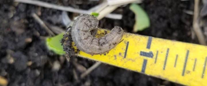 Cutworm: How to control this pest