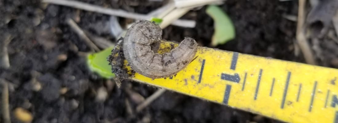 Cutworm: How to control this pest