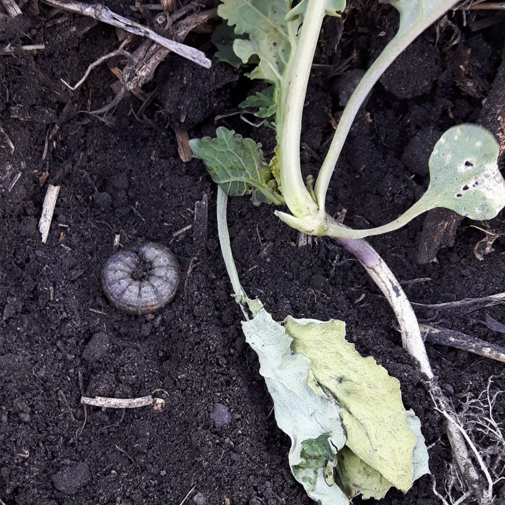 Cutworm curled up next to a canola plant

