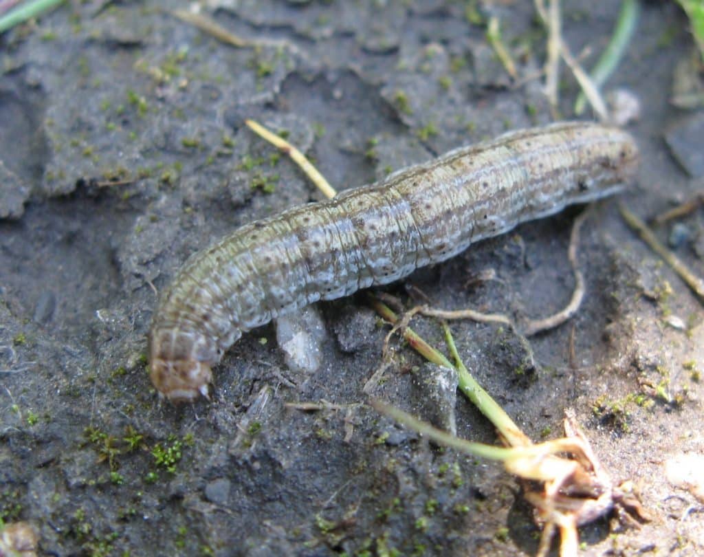 Darksided cutworm
