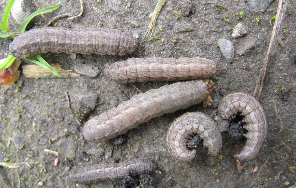 Dingy cutworms
