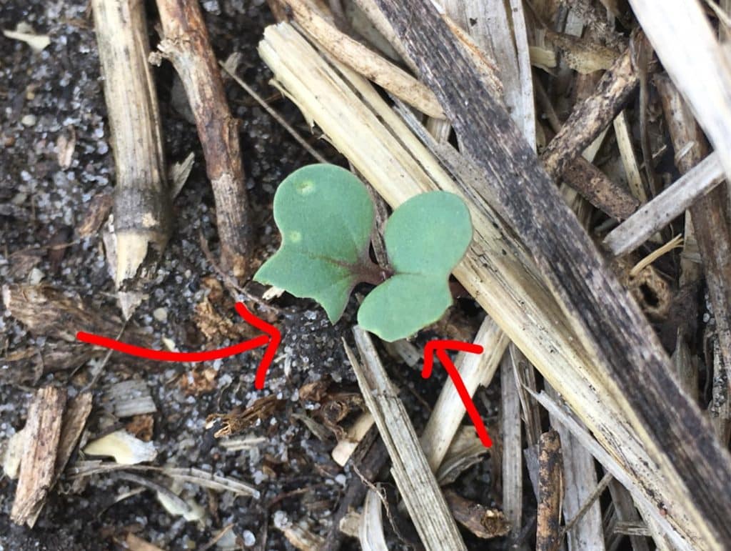 Cutworm feeding damage 

