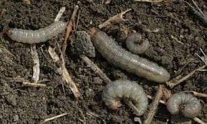 Pale Western Beth Hoar cropped_opt Pale western cutworm