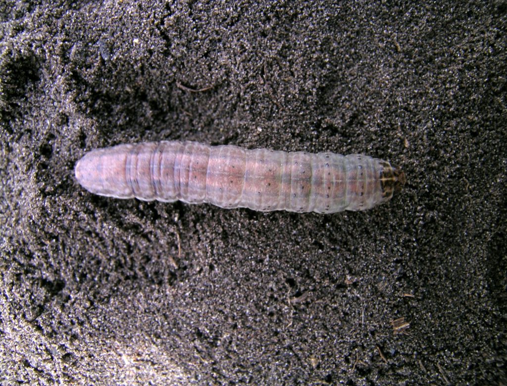 Redbacked cutworm
