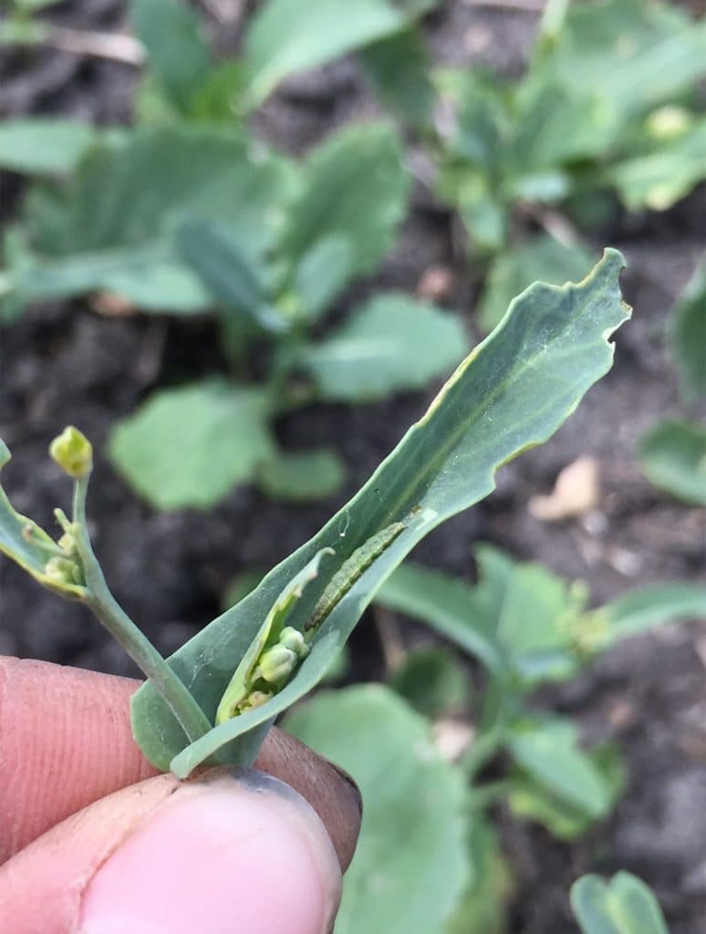 Diamondback moth larva in canola at early bloom