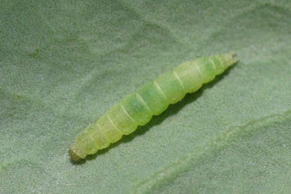 Diamondback moth  Canola Council of Canada