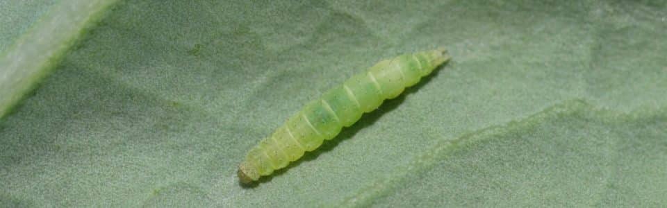 Diamondback moth  Canola Council of Canada