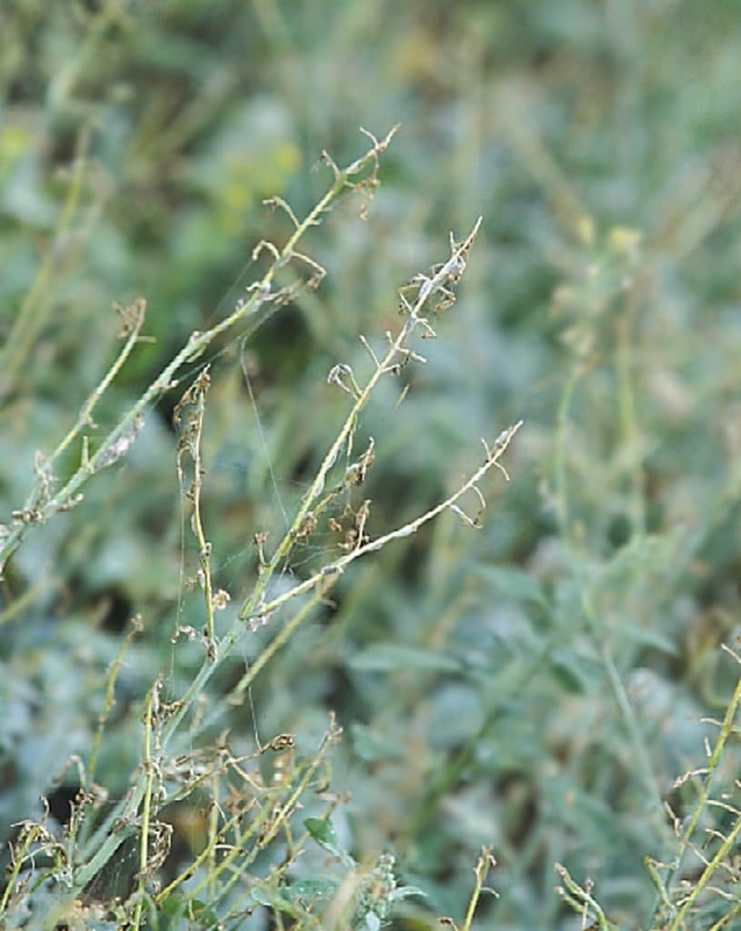 Diamondback moth feeding on canola