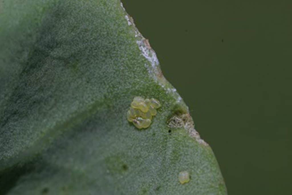 Diamondback moth eggs on leaf"

