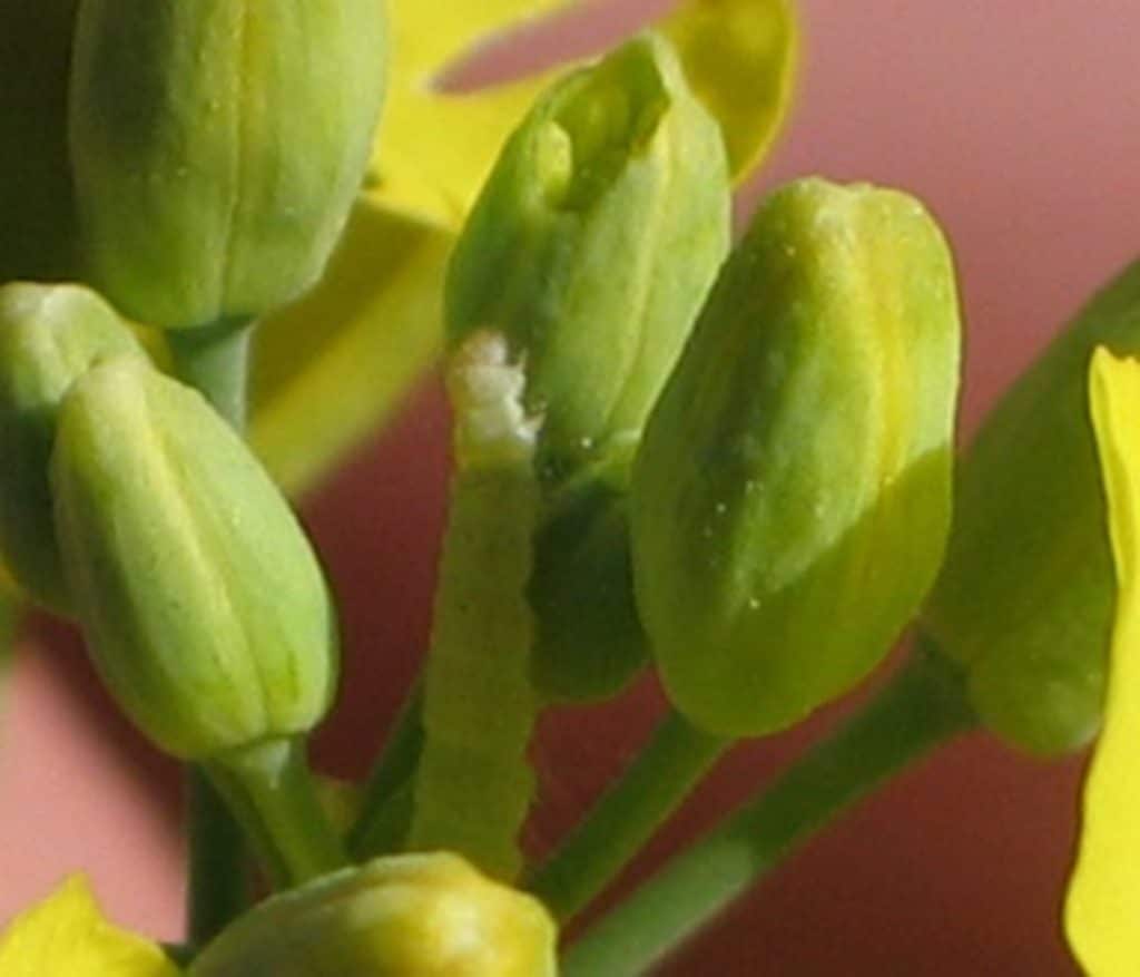 Diamondback moth larva feeding on canola buds