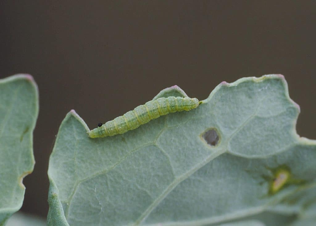 Diamondback moth larva