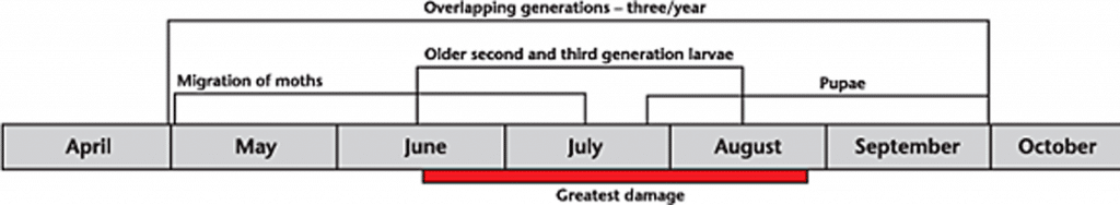 Diamondback life cycle