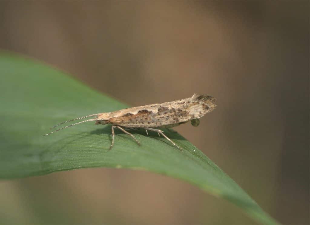 Diamondback moth adult (side view) 