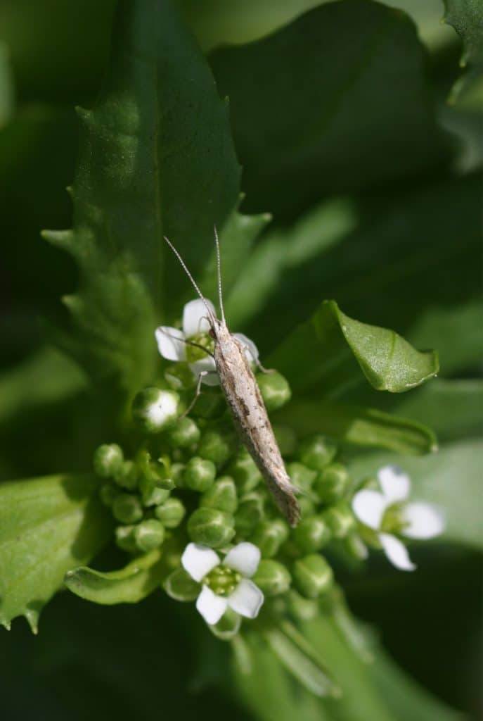 Diamondback moth adult (top view)


