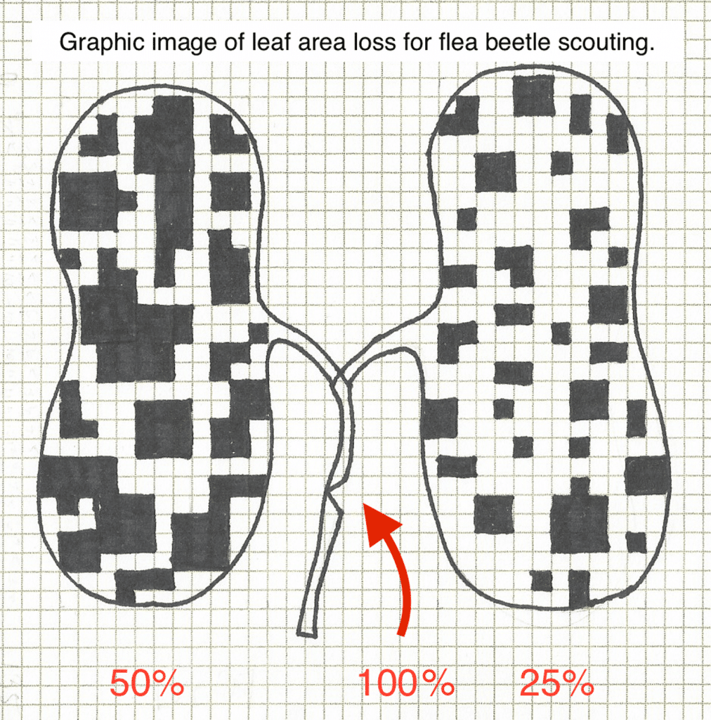 Flea beetle leaf area loss graphic (drawn)

