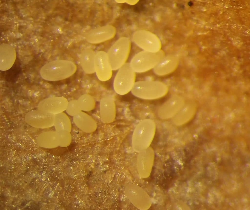 Flea Beetle Eggs on filter paper
