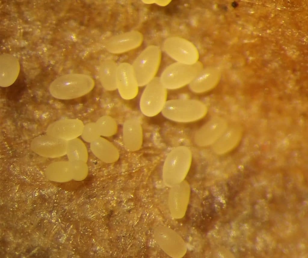 Flea Beetle Eggs on filter paper