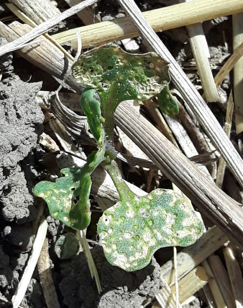 Flea Beetle Defoliation