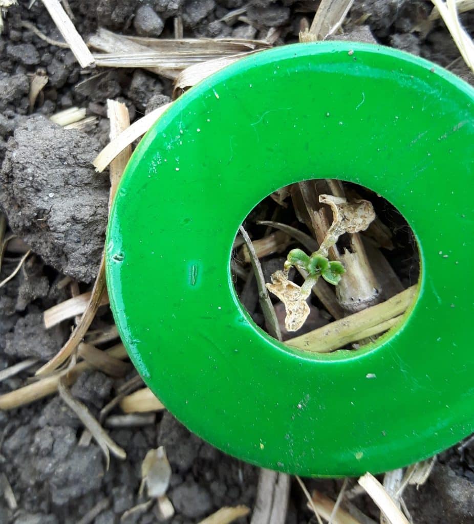 Near death from flea beetle feeding 

