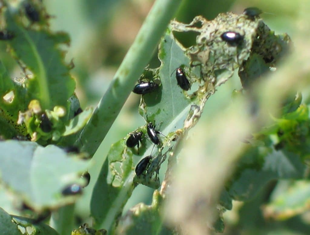 Late season flea beetle feeding
