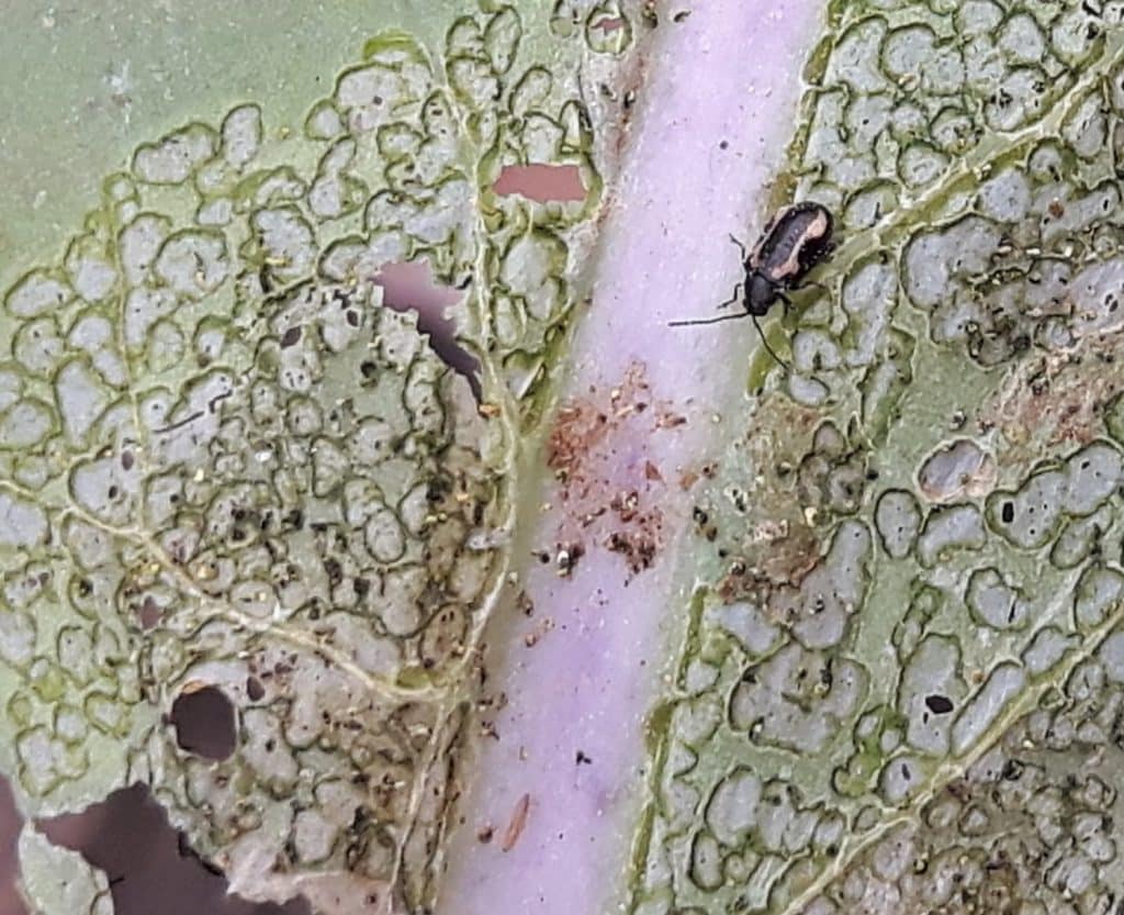 Fall feeding by flea beetles

