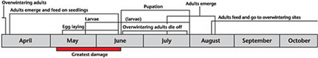 Flea beetle life cycle