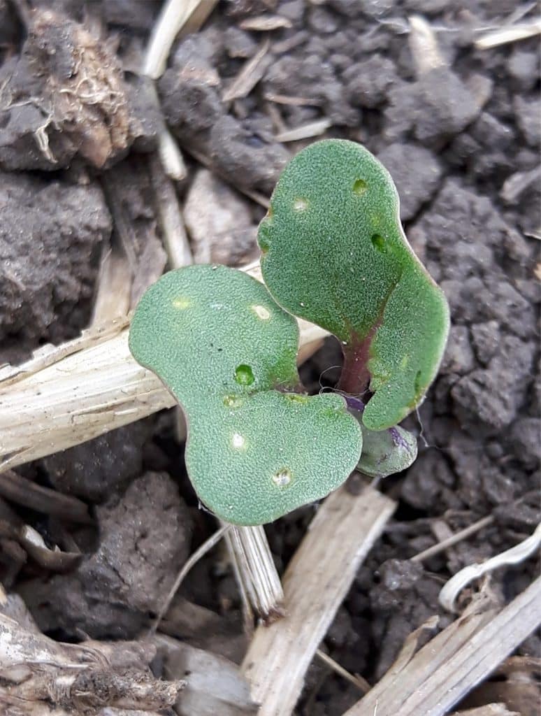 Early cotyledon feeding by flea beetles